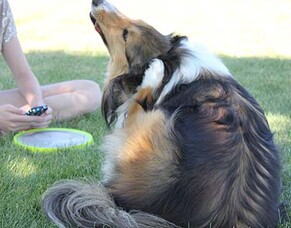 Camping with your dog 101