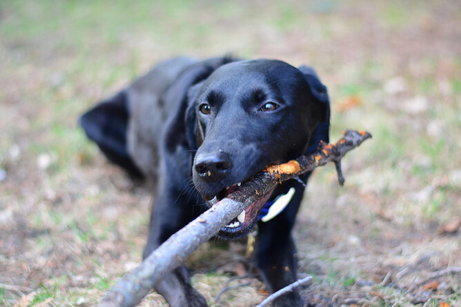 How to stop your dog from chewing everything | Nose to Tail Dog Wash