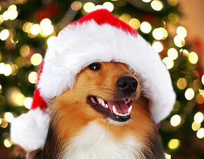 C-Day: What to Do a Week Before Christmas!