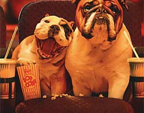 Date Night: 6 Fun Summer Activities with Your Dog