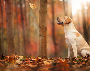 Play safe: keeping safe and sound this autumn