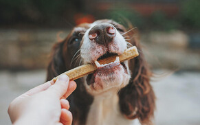 Product Reviews: Dog Food