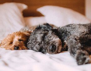 Should we let dreaming dogs lie?