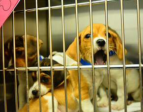 What&rsquo;s the best way to adopt a dog?