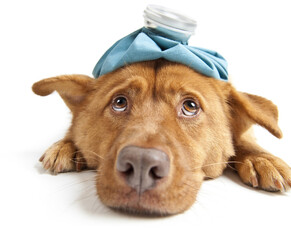What to do with a sick dog
