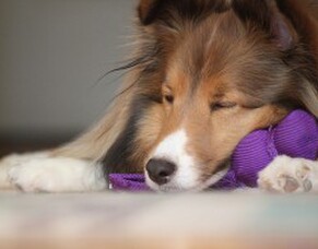 Nose to Tail - July specials