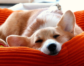 Which dog bed is the best for your pup? 