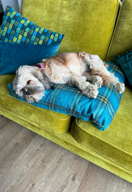 Image of dog on dog bed. Buy online via Julia Empson Interior Design & Styling. Ohaupo, Waikato. New Zealand.