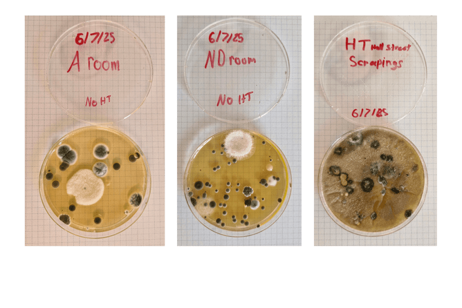Petri Dish DIY test - The bedroom petri dishes were open for 1 hour, sitting on the floor of the room, then left sealed for 5 days. The HT scrapings were from the heat transfer intake in the lounge. The heat transfer had been turned off a month earlier and remained off.