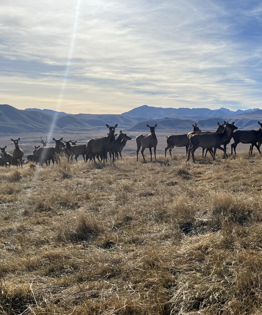 Hinds on the hill, Mt Possession/Hakatere