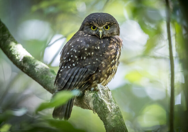 Image by John Parker, Maddox Photography NZ. New Zealand bird photography tours & workshops. Image of Morepork owl, Ruru.