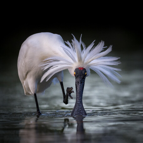 Image by John Parker, Maddox Photography NZ. New Zealand bird photography tours & workshops. Image of New Zealand Spoonbill