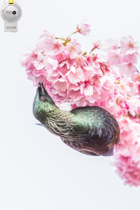 Image by John Parker, Maddox Photography NZ. New Zealand bird photography tours & workshops. Image of New Zealand Tui.