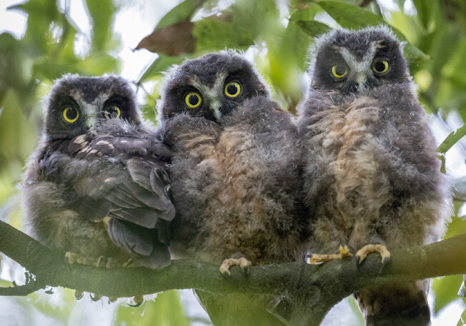 Image by John Parker, Maddox Photography NZ. New Zealand bird photography tours & workshops. Image of three Morepork owls, Ruru.