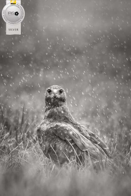 Image by John Parker, Maddox Photography NZ. New Zealand bird photography tours & workshops. Image of New Zealand Morepork.