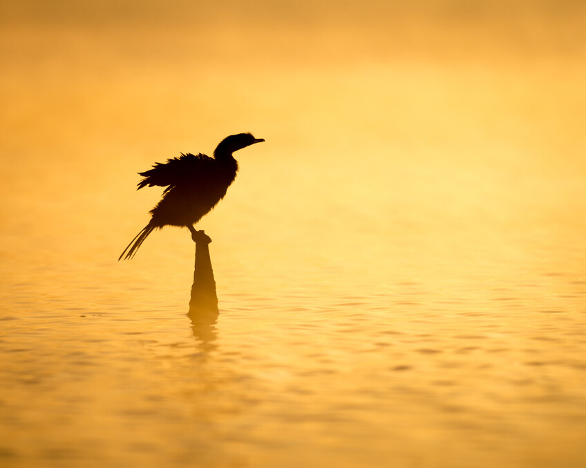 Image by John Parker, Maddox Photography NZ. New Zealand bird photography tours & workshops. Image of Dottrill.
