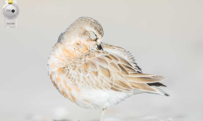 Image by John Parker, Maddox Photography NZ. New Zealand bird photography tours & workshops. Image of New Zealand Dottril