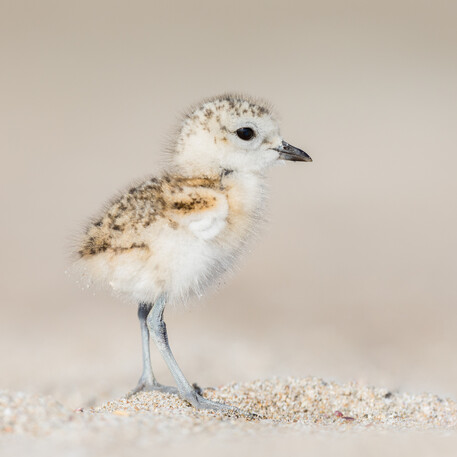 Image by John Parker, Maddox Photography NZ. New Zealand bird photography tours & workshops. Image of New Zealand Morepork on mossy stone