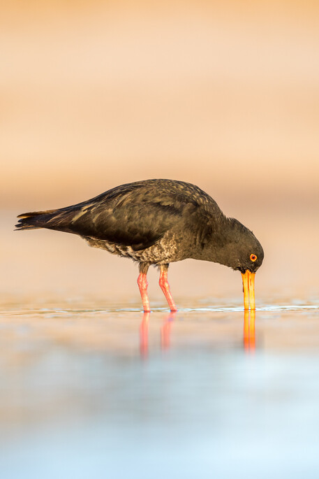 Image by John Parker, Maddox Photography NZ. New Zealand bird photography tours & workshops. Image of New Zealand bird.