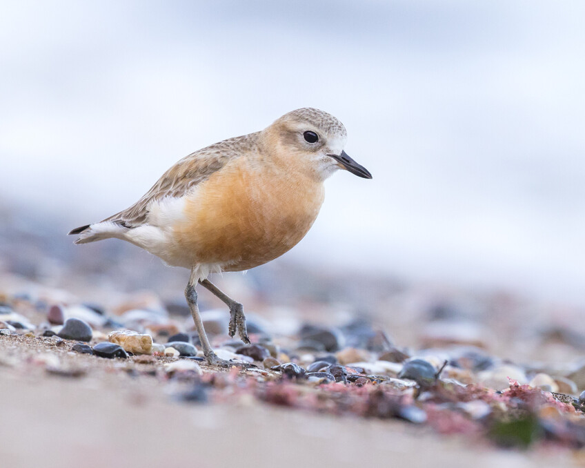 Image by John Parker, Maddox Photography NZ. New Zealand bird photography tours & workshops. Image of New Zealand bird.