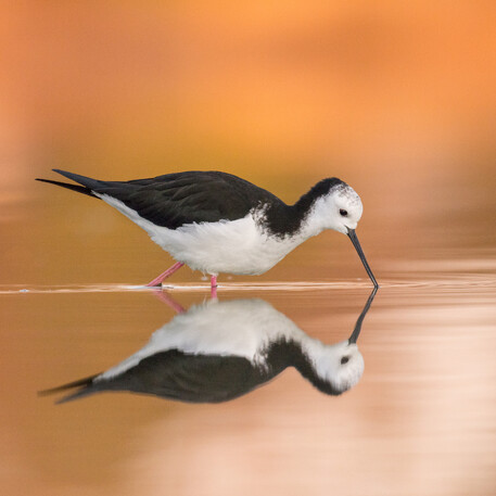 Image by John Parker, Maddox Photography NZ. New Zealand bird photography tours & workshops. Image of New Zealand bird.
