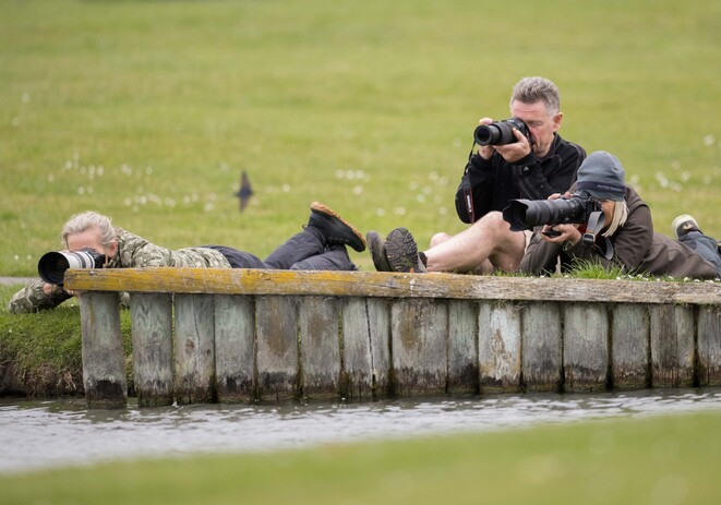 Image by John Parker, Maddox Photography NZ. New Zealand bird photography tours & workshops. Image of New Zealand bird.