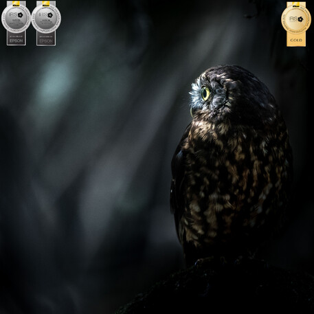 Image by John Parker, Maddox Photography NZ. New Zealand bird photography tours & workshops. Image of New Zealand Morepork.