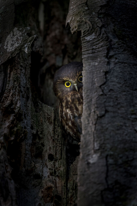 Image by John Parker, Maddox Photography NZ. New Zealand bird photography tours & workshops. Image of New Zealand bird.