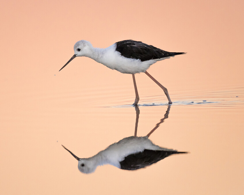 Image by John Parker, Maddox Photography NZ. New Zealand bird photography tours & workshops. Image of New Zealand bird.