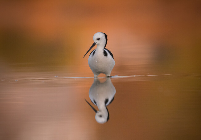 Image by John Parker, Maddox Photography NZ. New Zealand bird photography tours & workshops. Image of New Zealand bird.
