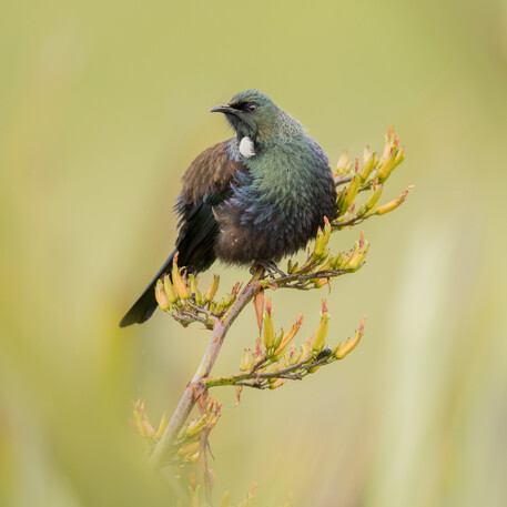 Image by John Parker, Maddox Photography NZ. New Zealand bird photography tours & workshops. Image of New Zealand Tui on flax