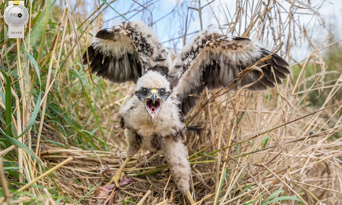 Image by John Parker, Maddox Photography NZ. New Zealand bird photography tours & workshops. Image of New Zealand bird.