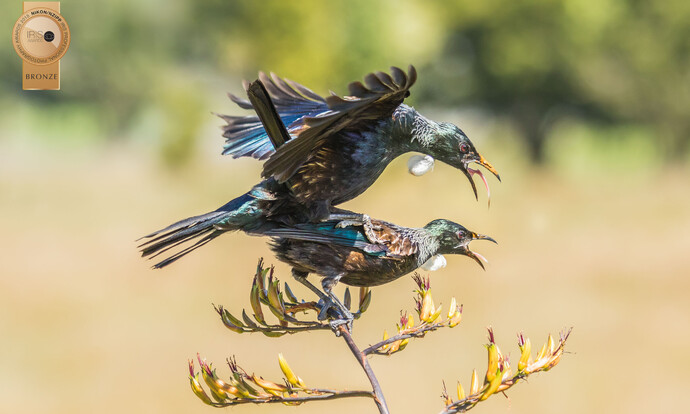 Image by John Parker, Maddox Photography NZ. New Zealand bird photography tours & workshops. Image of New Zealand Tui's