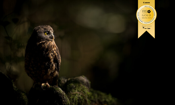 Image by John Parker, Maddox Photography NZ. New Zealand bird photography tours & workshops. Image of New Zealand Morepork award winning
