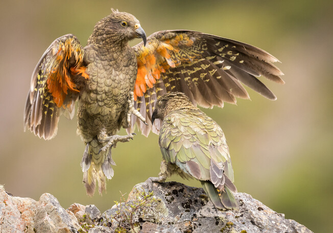 Image by John Parker, Maddox Photography NZ. New Zealand bird photography tours & workshops. Image of New Zealand Kea.
