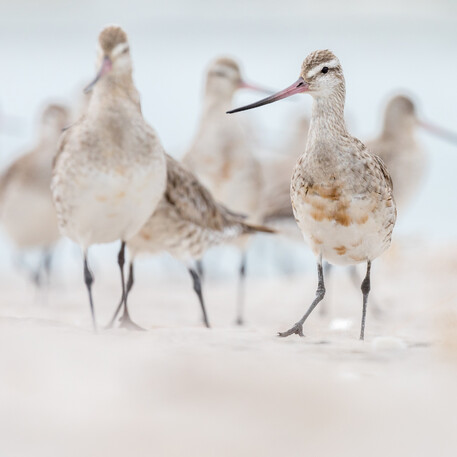 Image by John Parker, Maddox Photography NZ. New Zealand bird photography tours & workshops. Image of New Zealand Dottrill's walking the beach