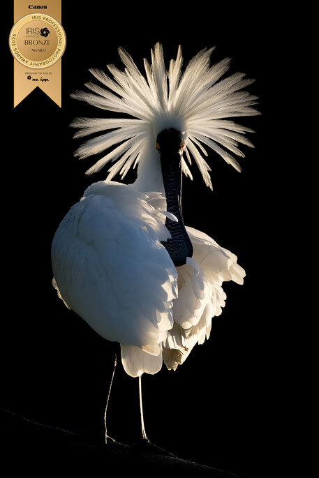 Image by John Parker, Maddox Photography NZ. New Zealand bird photography tours & workshops. Image of New Zealand Spoonbill, award winning