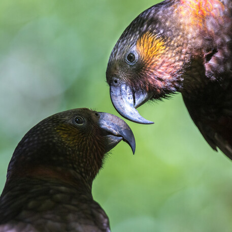 Image by John Parker, Maddox Photography NZ. New Zealand bird photography tours & workshops. Image of New Zealand Kea birds