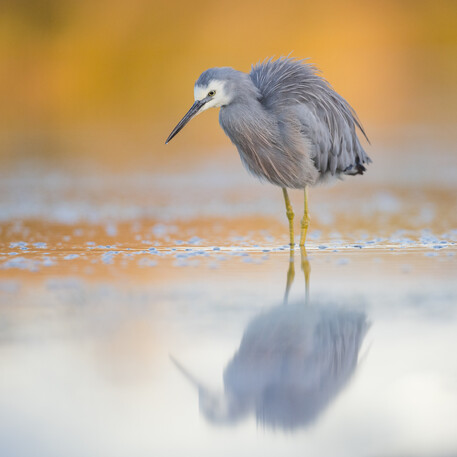 Image by John Parker, Maddox Photography NZ. New Zealand bird photography tours & workshops. Image of New Zealand bird.