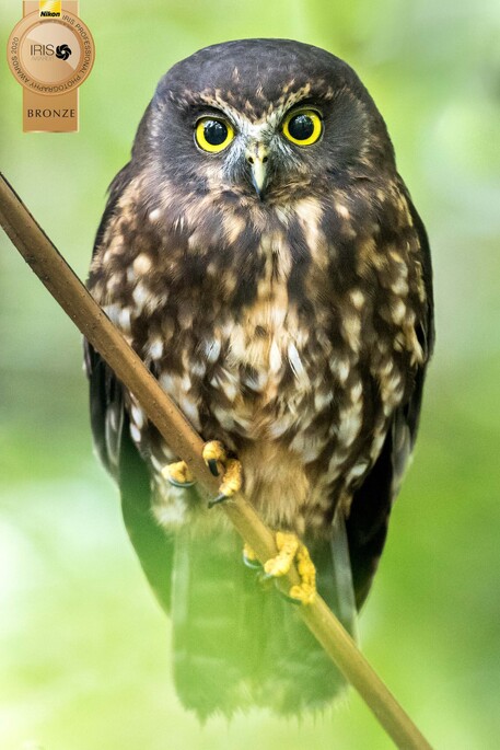Image by John Parker, Maddox Photography NZ. New Zealand bird photography tours & workshops. Image of New Zealand Morepork