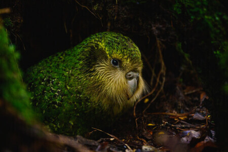 📸 Jake Osborne - DOC Kākāpō Recovery group