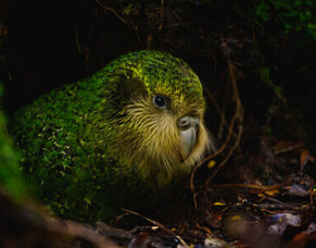 &ldquo;New&rdquo; Client Alert!