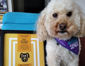 Teddy recognised in Wellington K9 Gold Awards