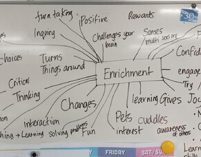 Epic Start to Term 3 with Ted’s Space Dogs Trio