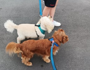🐾 Teddy and Daisy: Dynamic Duo Spreads Joy at School! 🐾