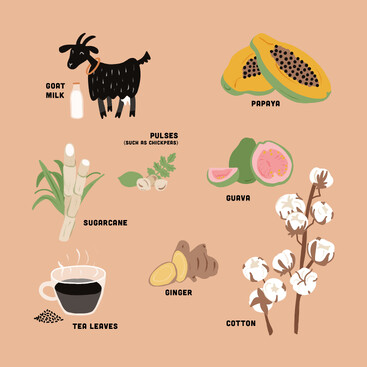 Childrens illustration of Indian agriculture