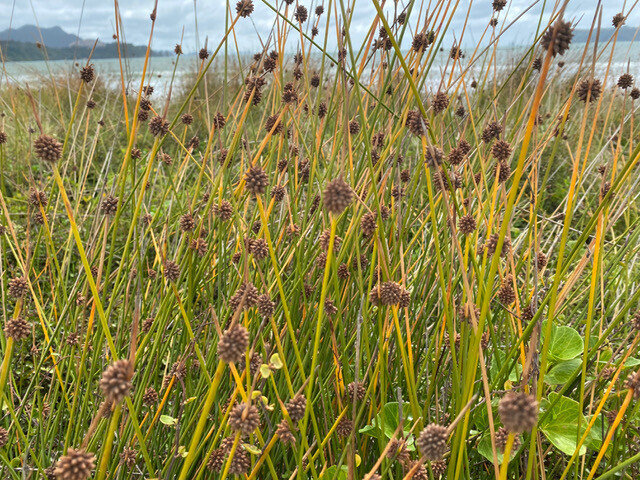 Knobby Club Rush (Ficinia nodosa) Plant