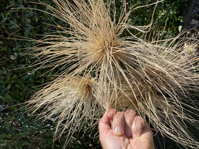 Spinifex (Spinifex sericeus) Plant