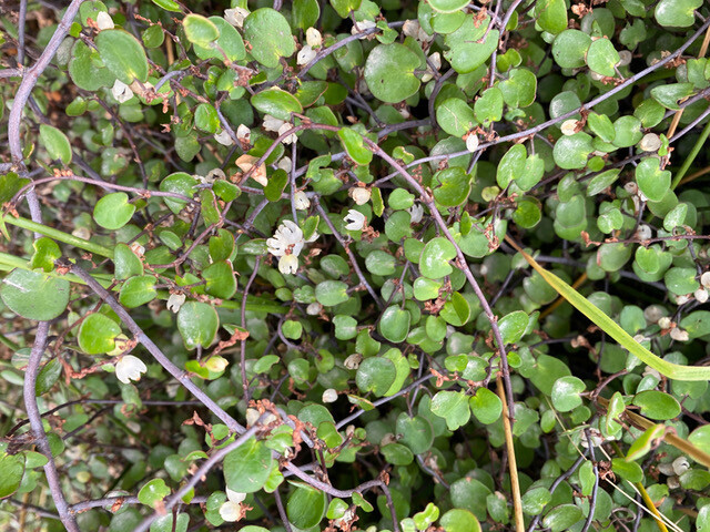 Pohuehue (Muehlenbeckia complexa) Plant