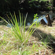 RIVERBANK RESTORATION - LEARN MORE
